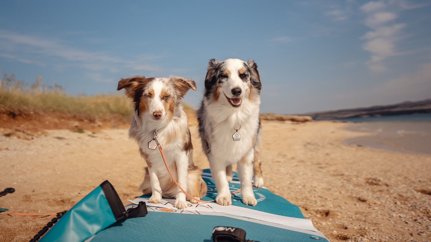 SUP with Your Dog: How to Choose the Perfect Board