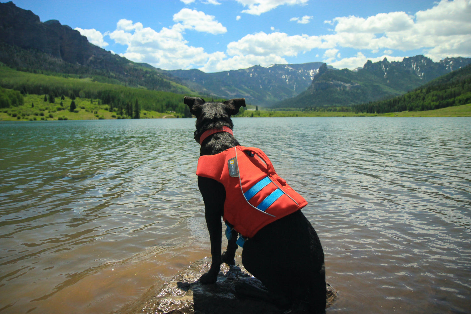 Why You Should SUP With Your Dog