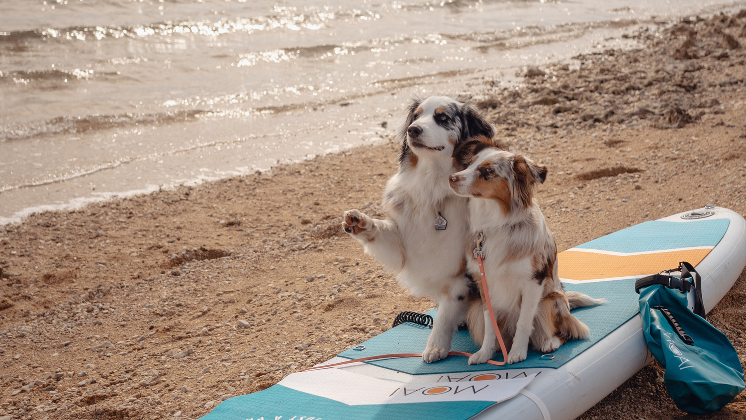 Why SUP Is Good for Your Dog